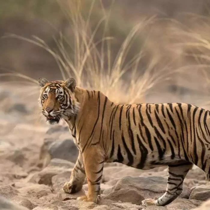 ranthambore-national-park (1)